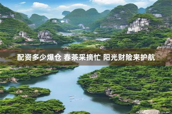 配资多少爆仓 春茶采摘忙 阳光财险来护航